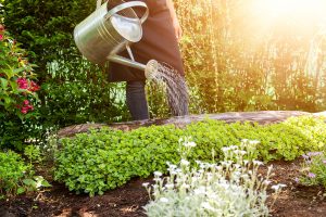 Ako hospodáriť s vodou v záhrade?