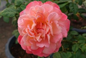 Ruža Augusta Louise