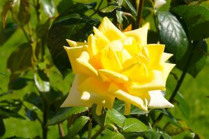 Ruža Berolina