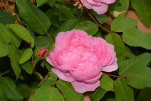 Ruža Comte de Chambord