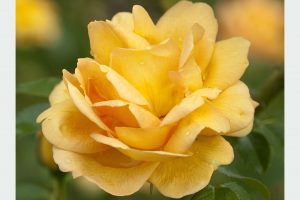 Ruža Maigold