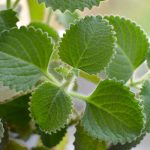 Ako pestovať nádchovník