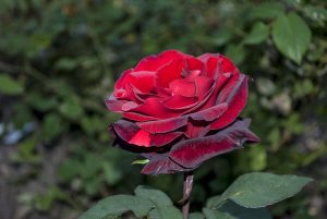 Ruža Barkarole