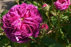 Ruža Charles de Mills