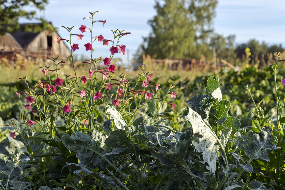 Záhrada ekologicky: Ako hnojiť bez chémie?