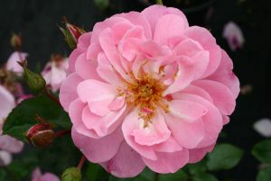 Ruža Märcheland