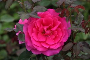 Ruža Parole