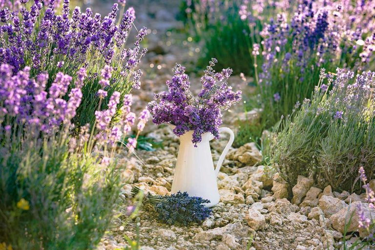 Spoznajte najkrajšie kultivary levandule. Ktorú z nich by ste uvítali v záhrade?