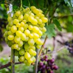 Krok za krokom: Zelené práce vo vinici