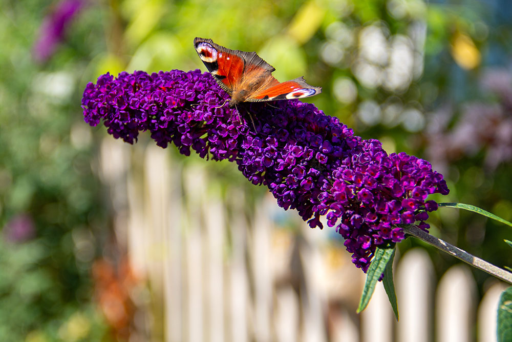 shutterstock_1295651635