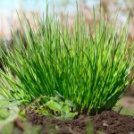 Naozaj vie pažítka ochrániť ovocné stromy pred chorobami?