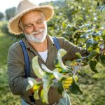Záhradník robí letný rez ovocných stromov