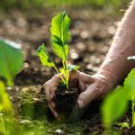 Sezóna nekončí! Prečítajte si, ktorú zeleninu teraz vysievať na druhú úrodu