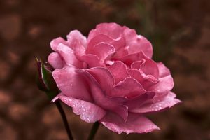 28 najkrajších odrôd ruží. Ktorú by ste si vedeli predstaviť vo svojej záhrade?