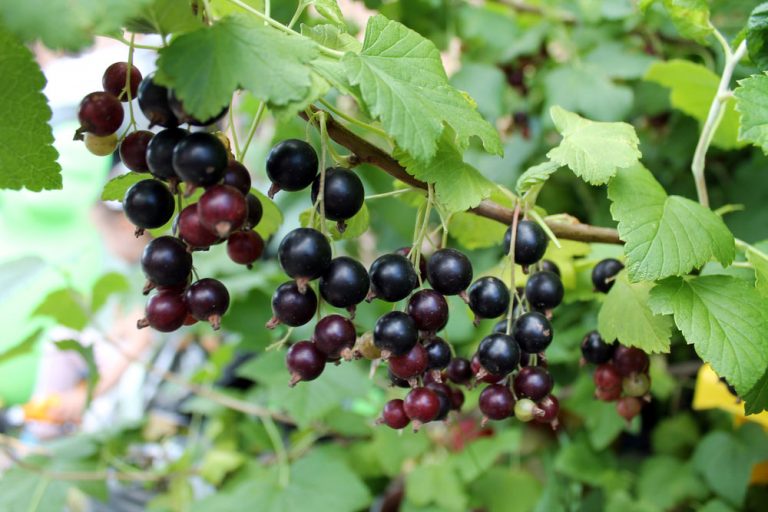 Poradňa pre záhradkárov: Kedy hnojiť a rezať čierne ríbezle?