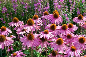 Echinacea