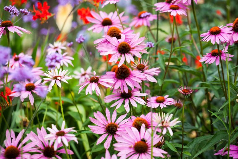 7 augustových kvetov, ktoré rozžiaria vašu záhradu