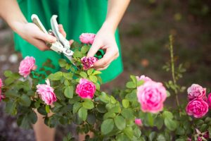 Ako si rozmnožiť ruže pomocou odrezkov