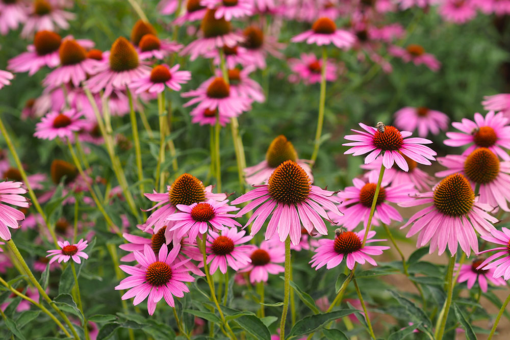 shutterstock_461996443