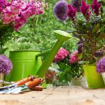 Júl v okrasnej záhrade: O tieto rastliny sa treba postarať práve teraz