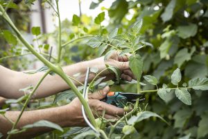 Odstraňovanie pokračujúceho výhonu na paradajkách