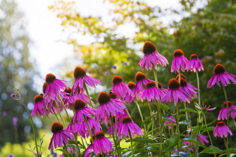 Echinacea priláka hmyz a rozžiari záhradu na dlhé týždne