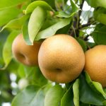Toto ovocie dopestujete aj bez chémie. Spoznajte ázijské hrušky