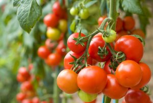 Čo robiť, aby paradajky dlho rodili a boli zdravé