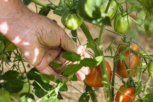 Vylamovanie zálistkov na paradajkách