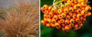 Ostrica a pyracantha