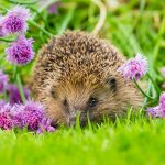 shutterstock 1104807728