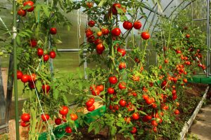 Ako predísť hubovým ochoreniam rajčín v skleníku?