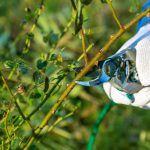 shutterstock 1333888868