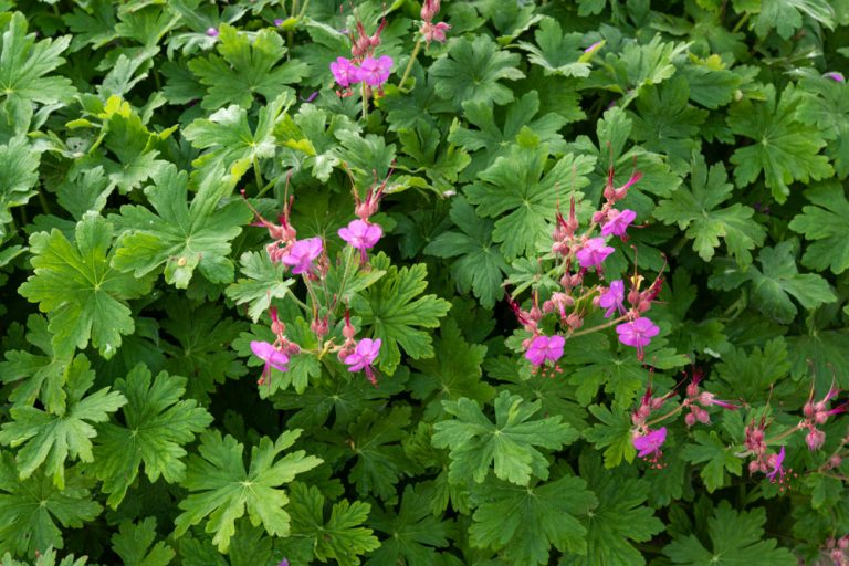 Krok za krokom: Rozsádzame pakosty
