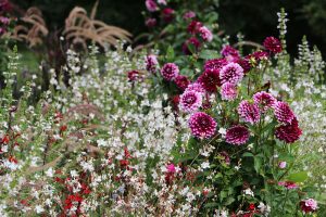 Dahlia a gaura