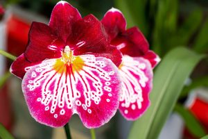 Miltónia je nenáročná orchidea. Čo robiť, ak prestala kvitnúť?