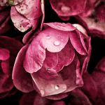 shutterstock 187187624