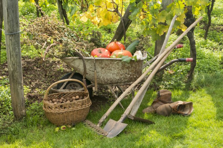 Ako sa postarať o zeleninovú záhradku na jeseň