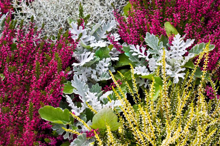 Vysaďte si tieto kvety a balkón bude rozkvitnutý až do prvých mrazov