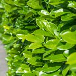 shutterstock 663469237