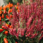 shutterstock 754900678