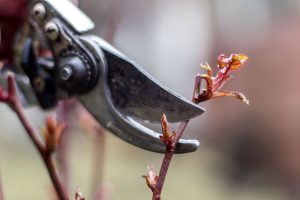 9 pravidiel pre správny rez drevín