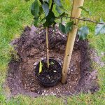 sadime stromy iStock 1201263368