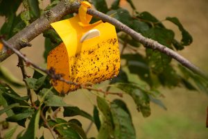 Boj so škodcami v záhrade: Na čo sa používajú feromónové lapače?