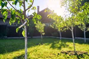 Rýchlokurz pre začiatočníkov: Výsadba ovocného stromčeka