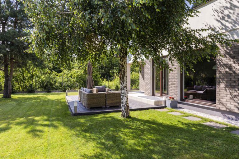 Ako rezať staršiu brezu?