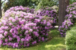 Teraz je vhodné obdobie na výsadbu rododendronu. Takto to nepokazíte