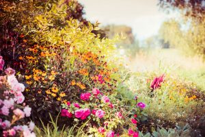 Jeseň v okrasnej záhrade: Tieto kľúčové úlohy neprehliadnite