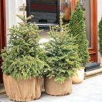 Stromčeky v kvetináči