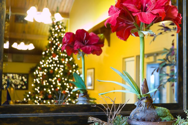 Spoznajte tajomstvo izboviek, ktoré kvitnú práve na Štedrý večer